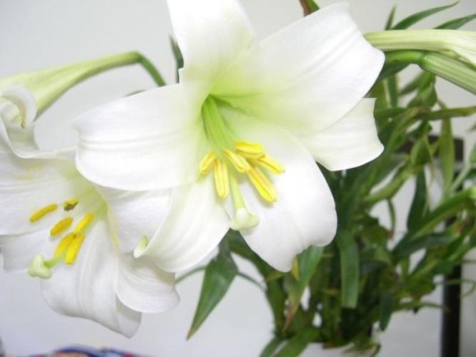 百合花代表什么-六支百合花代表什么